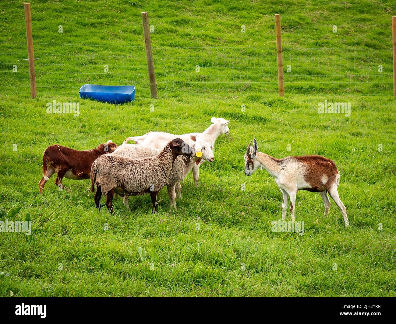 Eine weiße und braune Ziege steht vor einer Gruppe von Schafen in einem Weidezaun Stockfoto