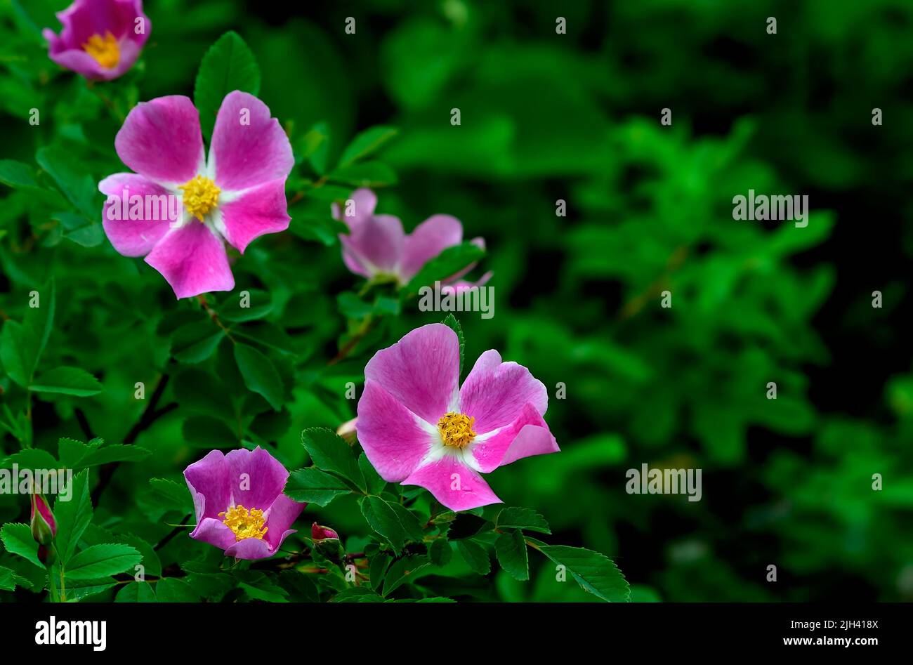 Ein wilder Rosenbusch (Rosa acicularis), der im ländlichen Alberta, Kanada, wächst Stockfoto