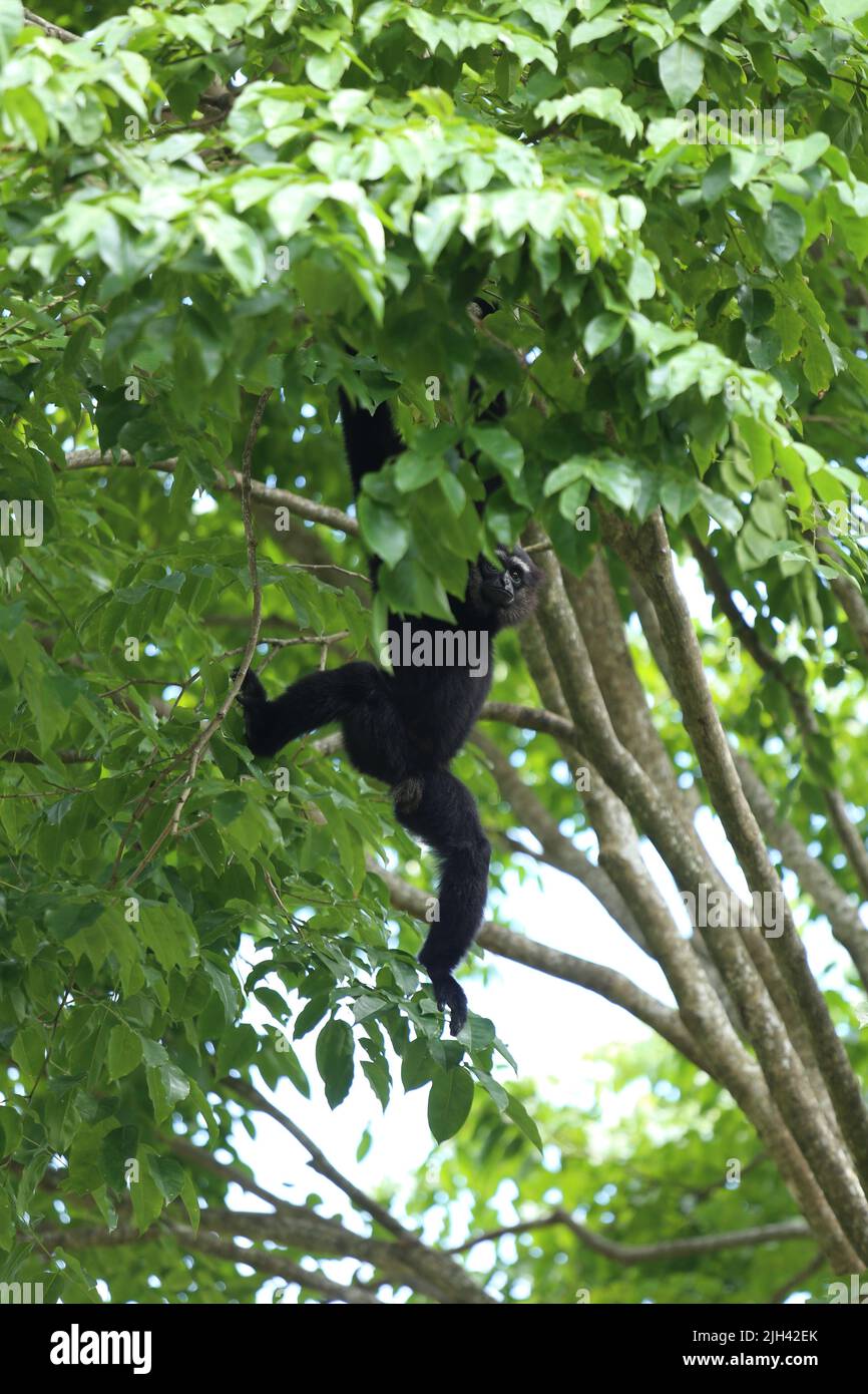 Agiler Gibbon (Hylobates agilis) der Körper hat schwarzes Fell, Pelzhände und Füße sind schwarz. Die weißen Männchen mit ihren Augenbrauen sind miteinander verbunden. Stockfoto