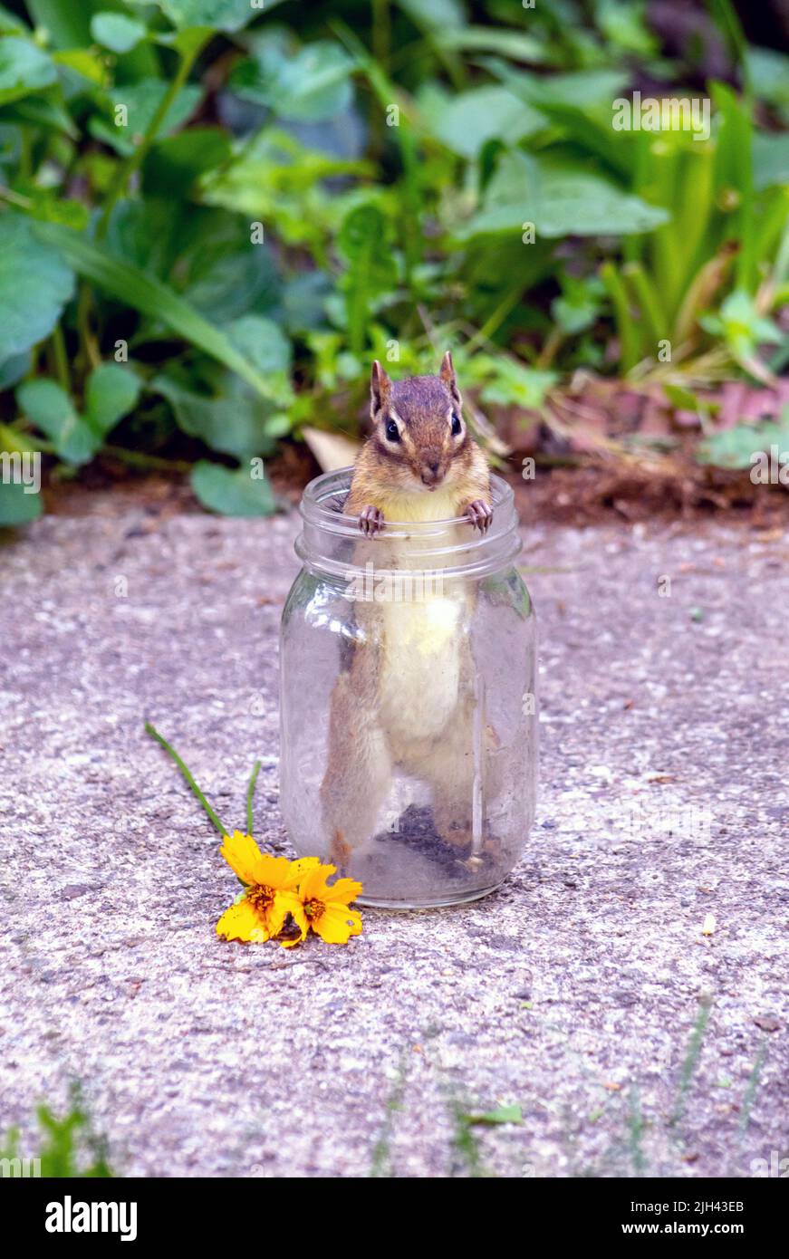 Winziges Nagetier steht in einem Glasgefäß, in dem noch ein bisschen Sonnenblumenkerne stehen. Stockfoto