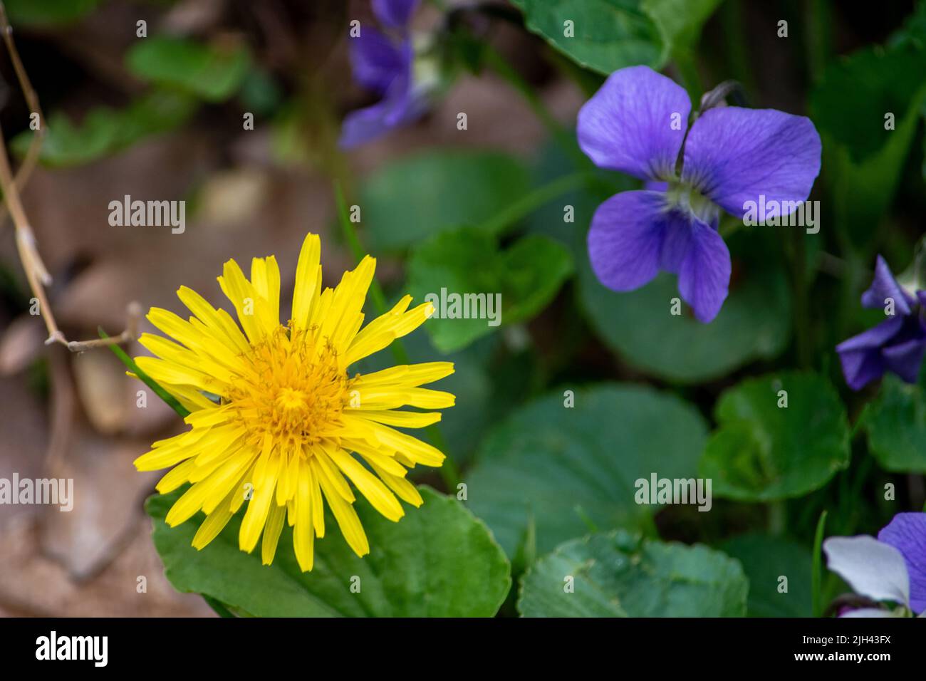 Einige der ersten Zeichen des Frühlings sind die Ankunft von Dandelionen und wilden Veilchen Stockfoto