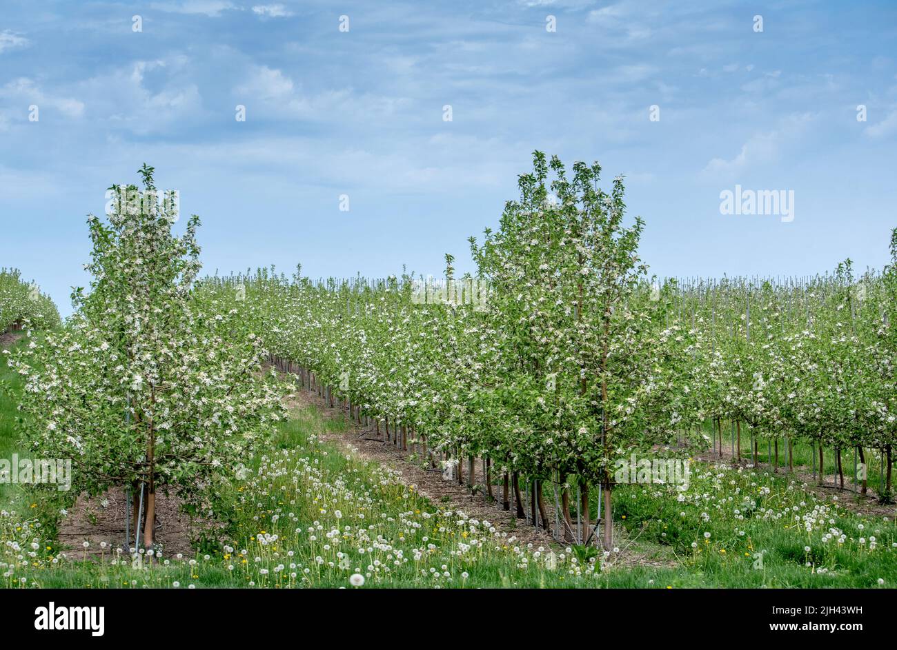 Pfirsichbäume sind in Michigan USA in voller Blüte, gefüllt mit Blüten und dem Versprechen von süßem Obst zu kommen Stockfoto