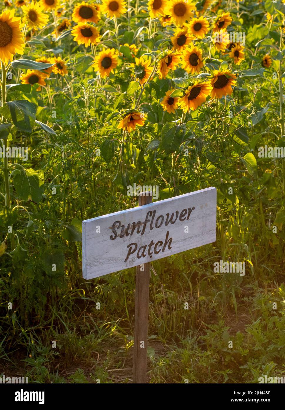 Der wunderschöne Garten mit Sonnenblumen ist in Michigan USA mit einem kleinen Sonnenblumenschild geschmückt Stockfoto