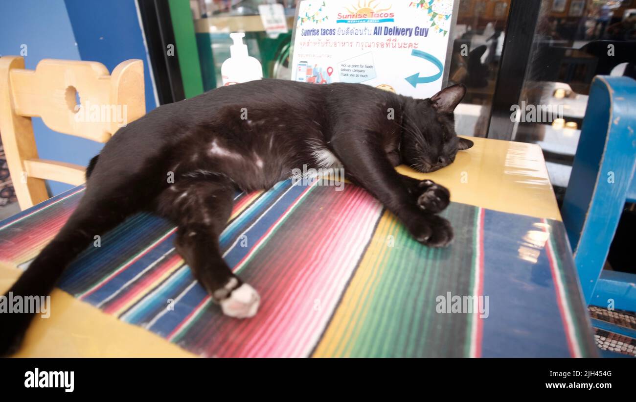 Schwarze Katze, die auf einem Tisch mit einer Regenbogenmatte und einem gelben Kissen schläft Stockfoto