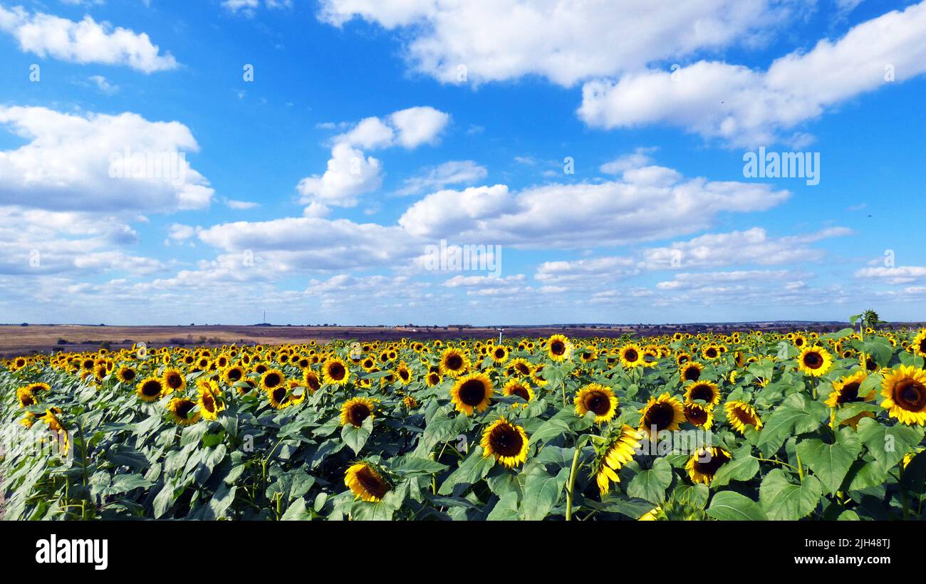 Sonnenblumen Feld Sommer Sonnenuntergang Sonnenschein Urlaub blau lebendigen Himmel und Wolken. Hintergrundvorlage für Urlaubskonzept Stockfoto