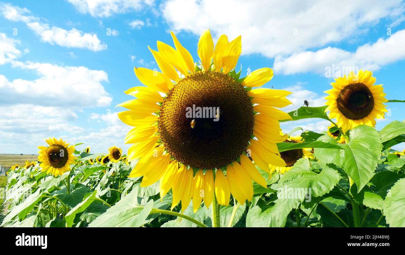 Sonnenblumen Feld Sommer Sonnenuntergang Sonnenschein Urlaub blau lebendigen Himmel und Wolken. Hintergrundvorlage für Urlaubskonzept Stockfoto