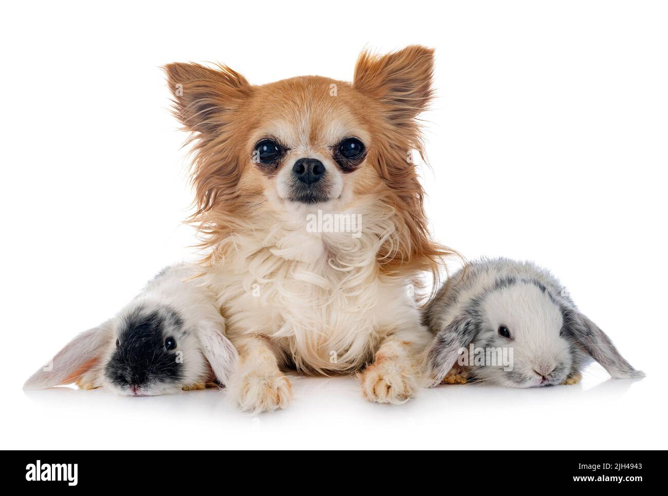 Mini-Lops und Hund vor weißem Hintergrund Stockfoto