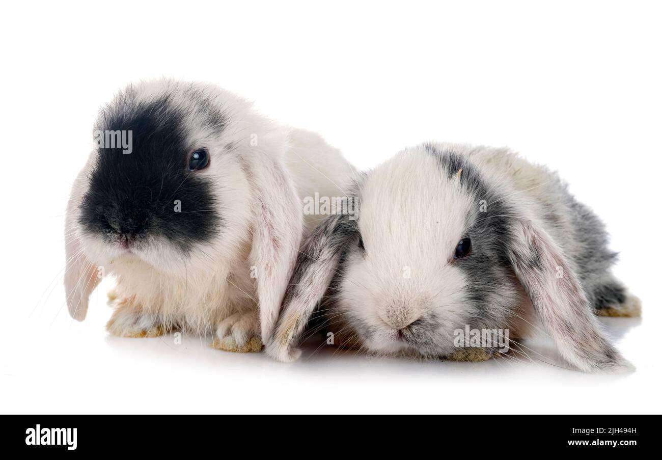 Mini-Lops vor weißem Hintergrund Stockfoto