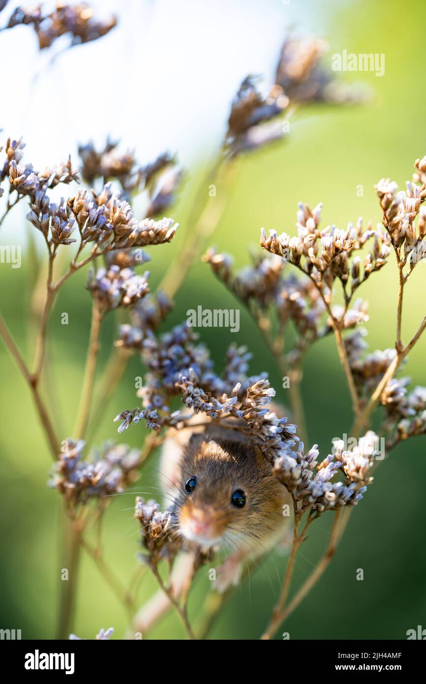 Entzückende Erntemaus, die zwischen zarten Wildblumenköpfen auf der Sommerwiese klettert Stockfoto