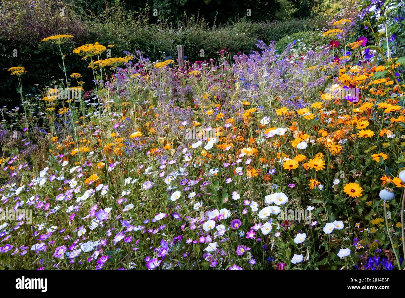 Barch Hill Garden im Juli East Sussex UK Stockfoto