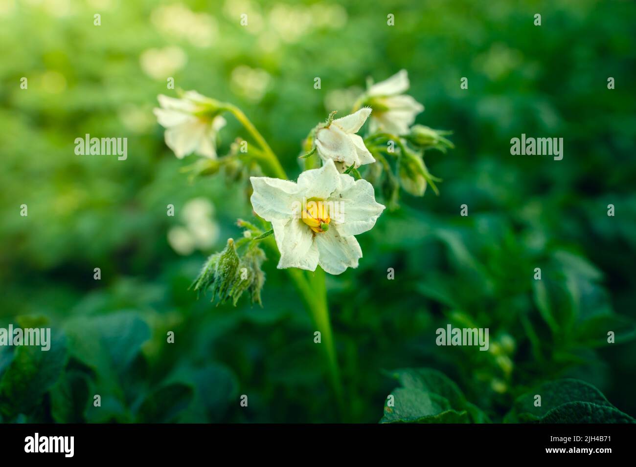 Weiße Blüten blühender Kartoffeln mit gelben Strophen aus der Nähe Stockfoto