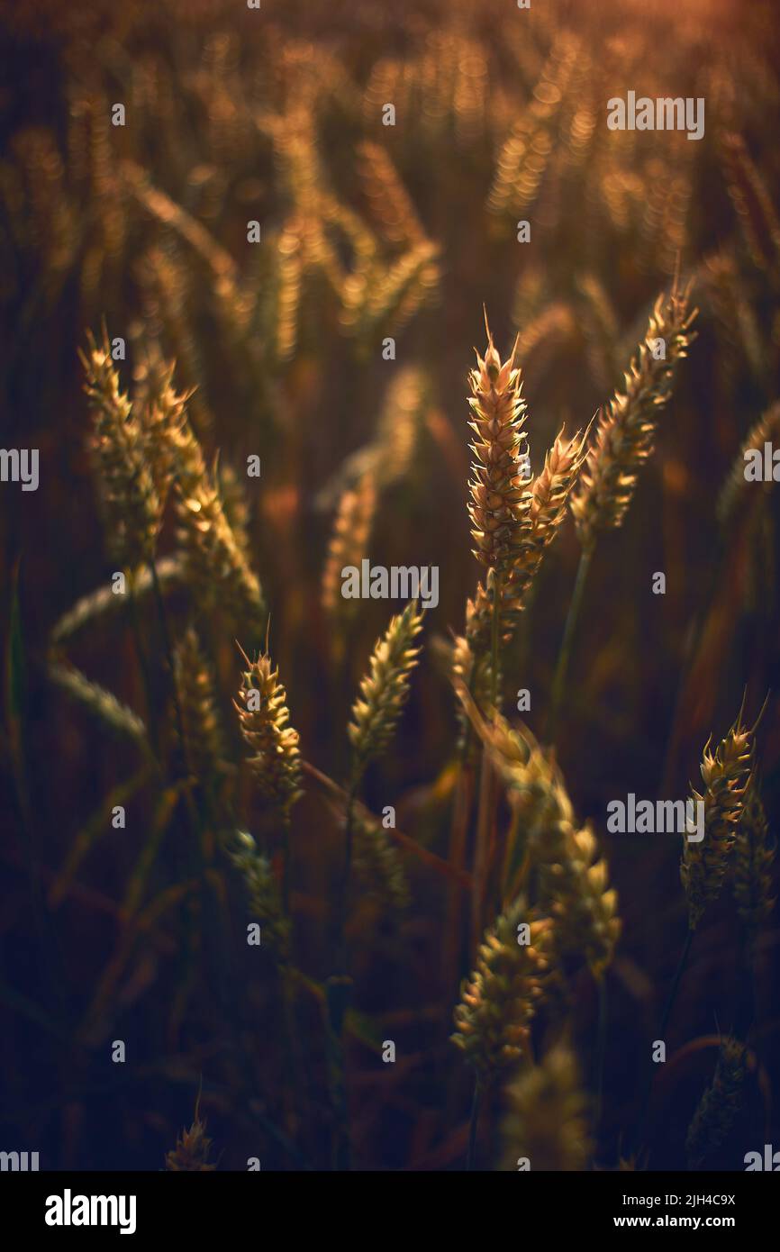 Weizen im Sonnenuntergang Licht Nahaufnahme. Hochwertige Fotos Stockfoto