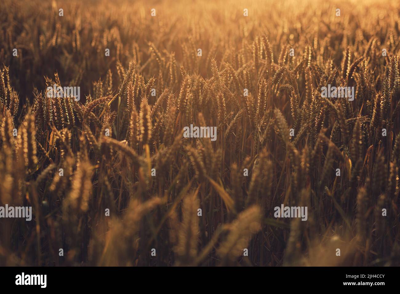 Sonnenlicht, das über dem Weizenfeld scheint. Hochwertige Fotos Stockfoto