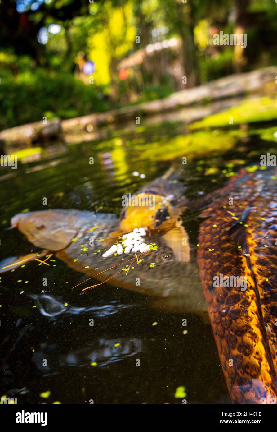 Der riesige Koi-Karp schwimmt in einem von Menschen gemachten Teich in einem japanischen Zen-Garten. Stockfoto