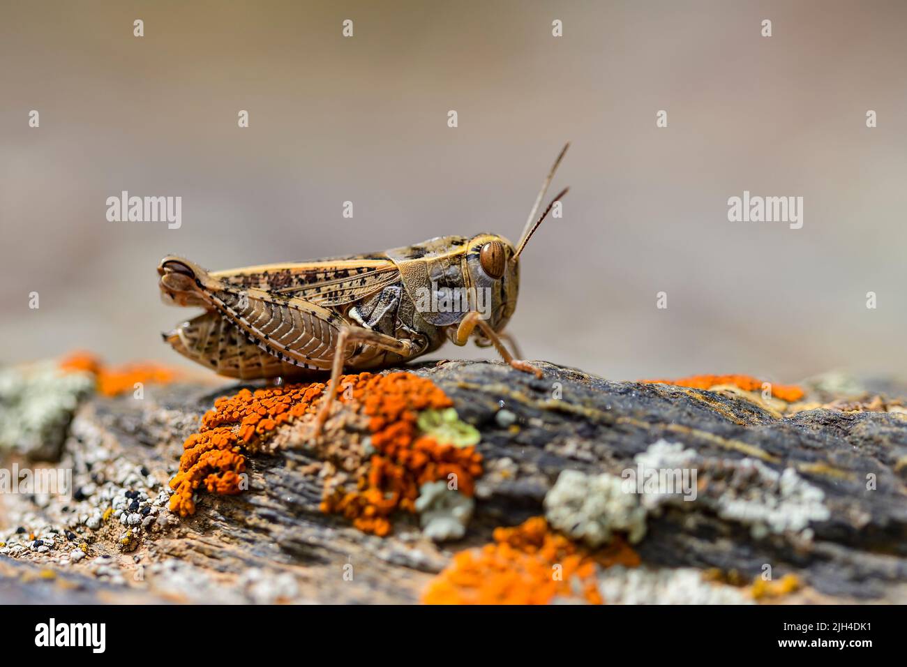 Calliptamus barbarus ist ein Insekt der Gattung Calliptamus aus der Familie der Heuschreckengewächse Stockfoto