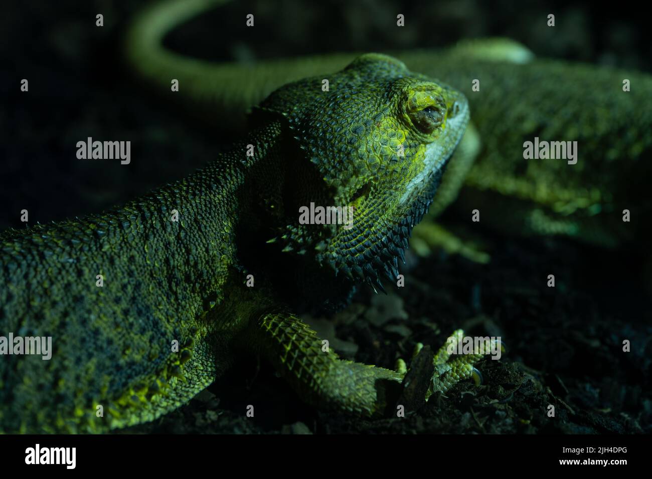 Nahaufnahme von grünem Leguan mit detaillierter Skala und markantem Auge in natürlichem Lebensraum Stockfoto