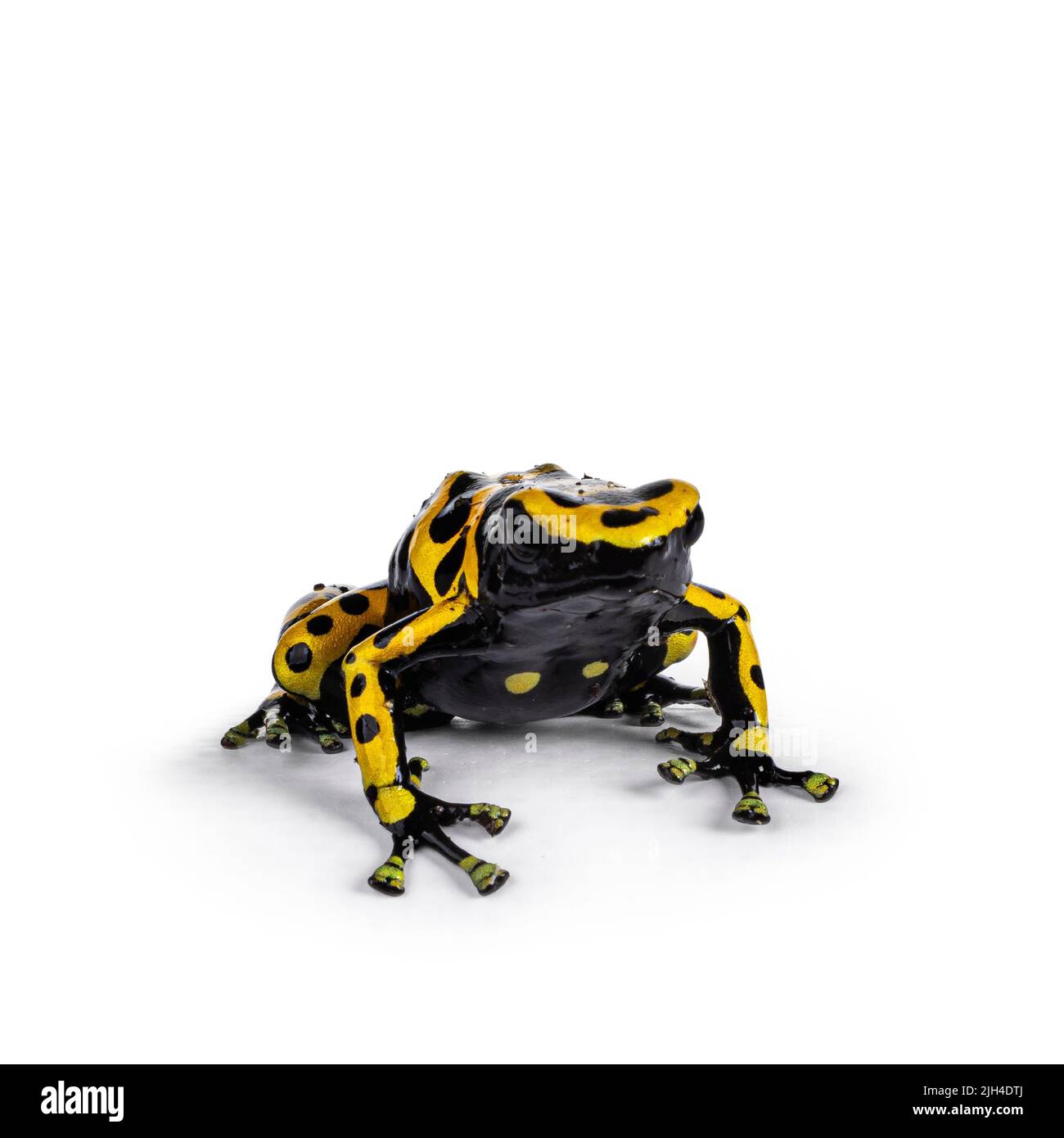 Farbenprächtiger, gelber Dart Frosch, auch bekannt als Dendrobates leucomelas, der wie eine kleine Bulldogge nach vorne zeigt. Isoliert auf weißem Hintergrund. Stockfoto