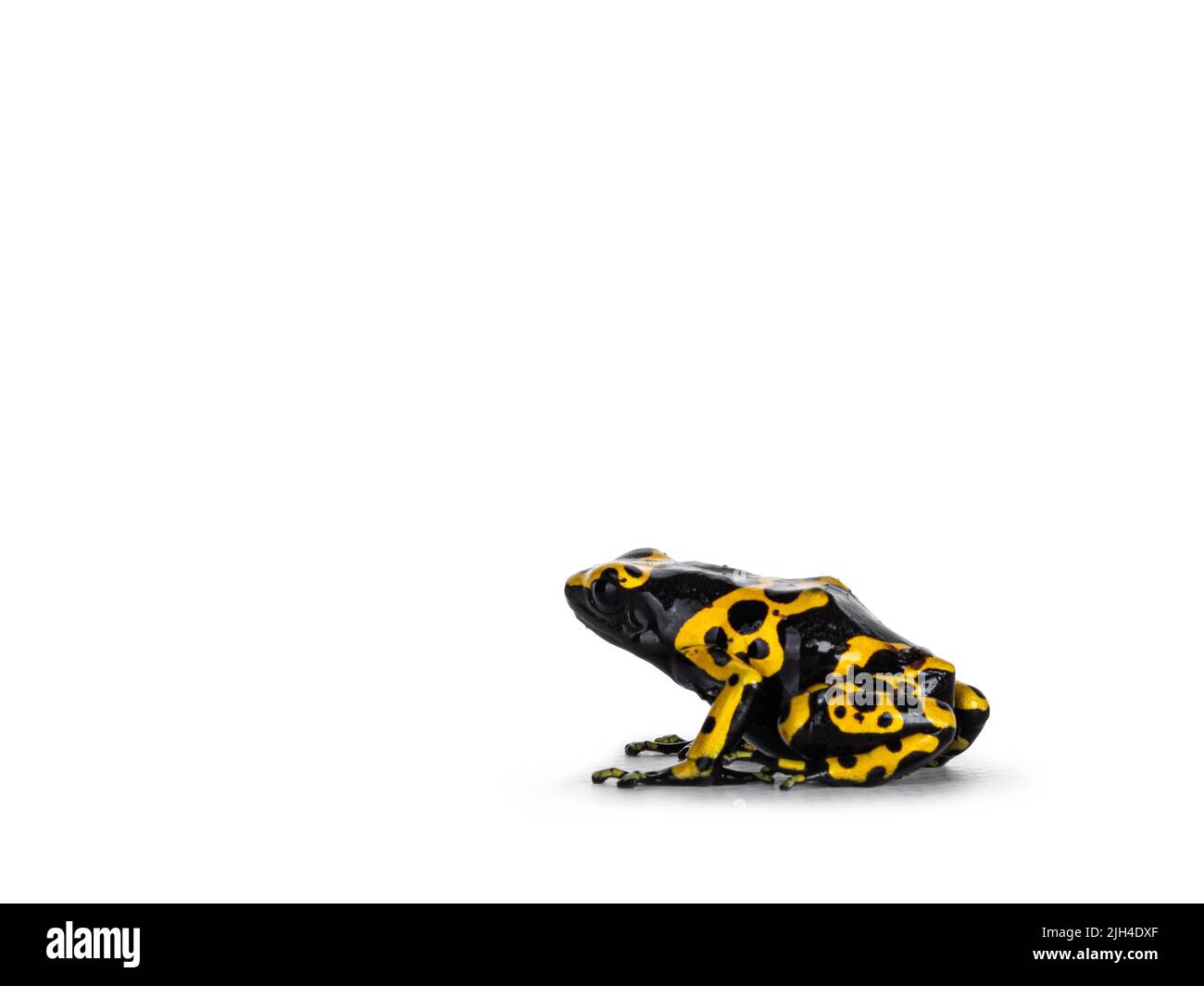 Farbenfrohe, gelb gebänderte Dart Frosch, auch bekannt als Dendrobates leucomelas, die nebeneinander sitzen. Isoliert auf weißem Hintergrund. Stockfoto