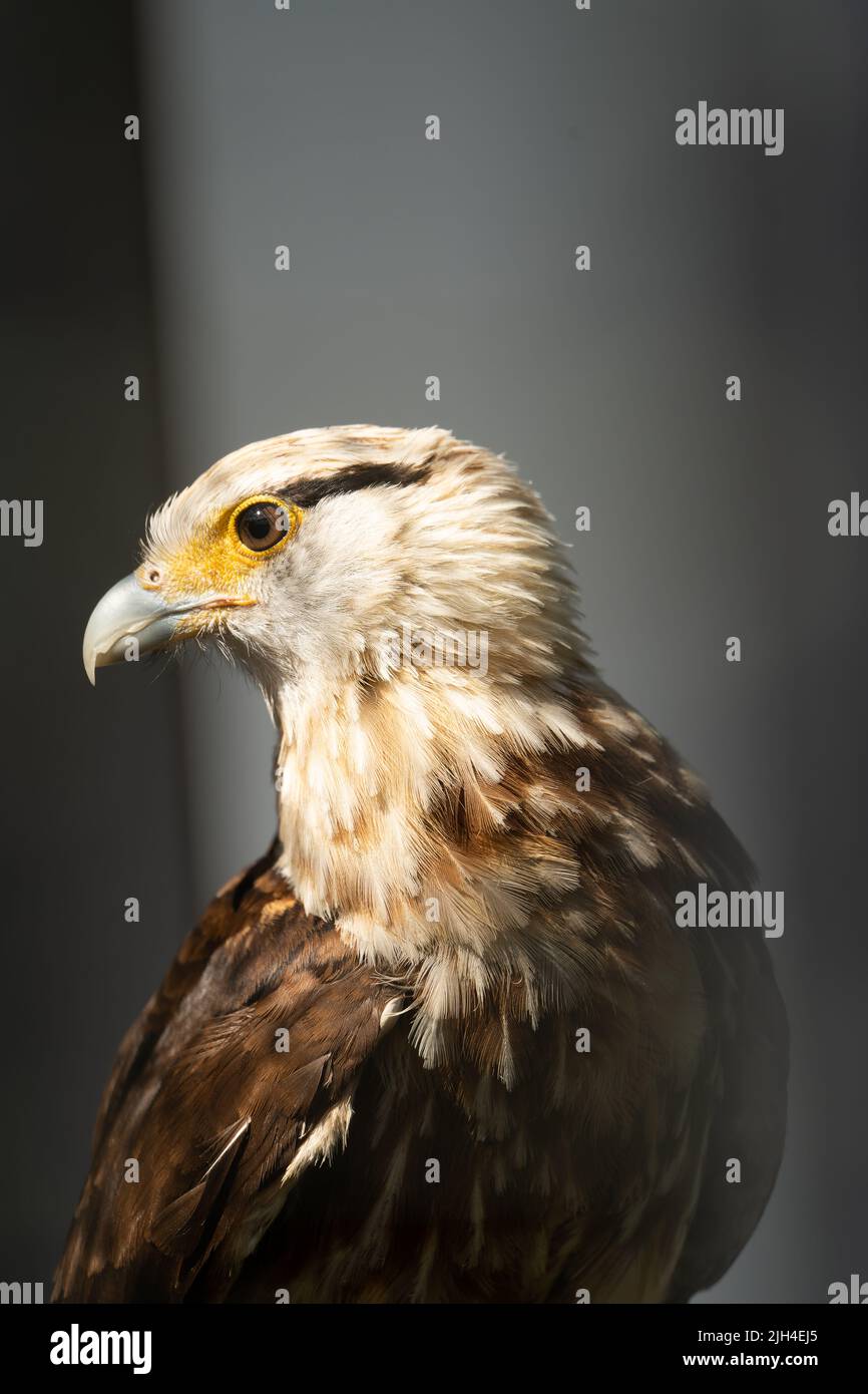 Nahporträt eines Raubvogels mit goldenem Auge und Hakenschnabel Stockfoto