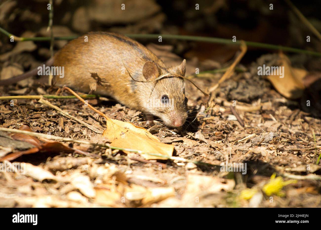 12. Juli 2022, Berlin: Eine Feuermaus (Apodemus agrarius) spaziert über den Waldboden. Foto: Hauke Schröder/dpa Stockfoto