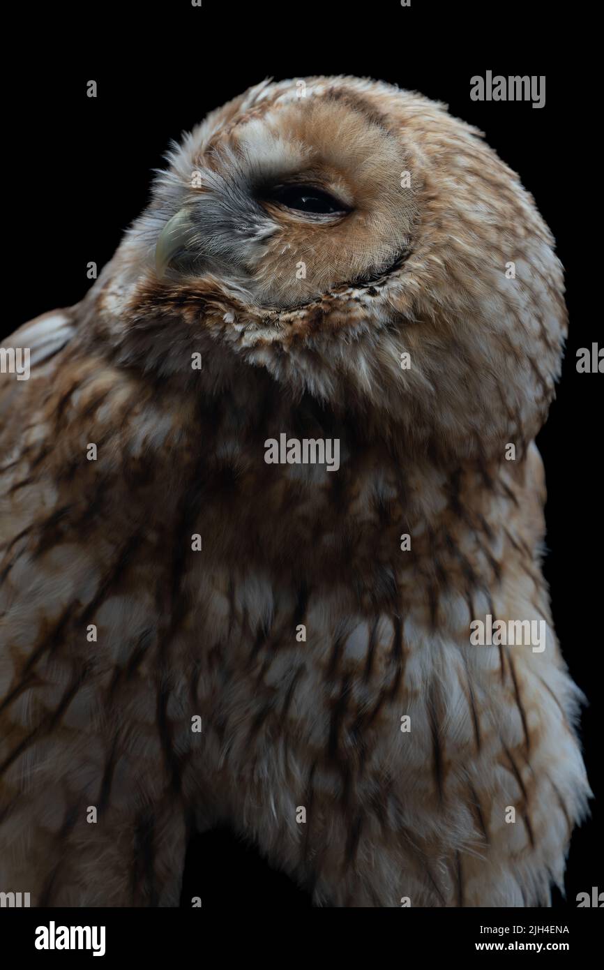 Tawny-Eulen-Porträt mit markanter Gesichtsscheibe und dunklen Augen auf schwarzem Hintergrund Stockfoto