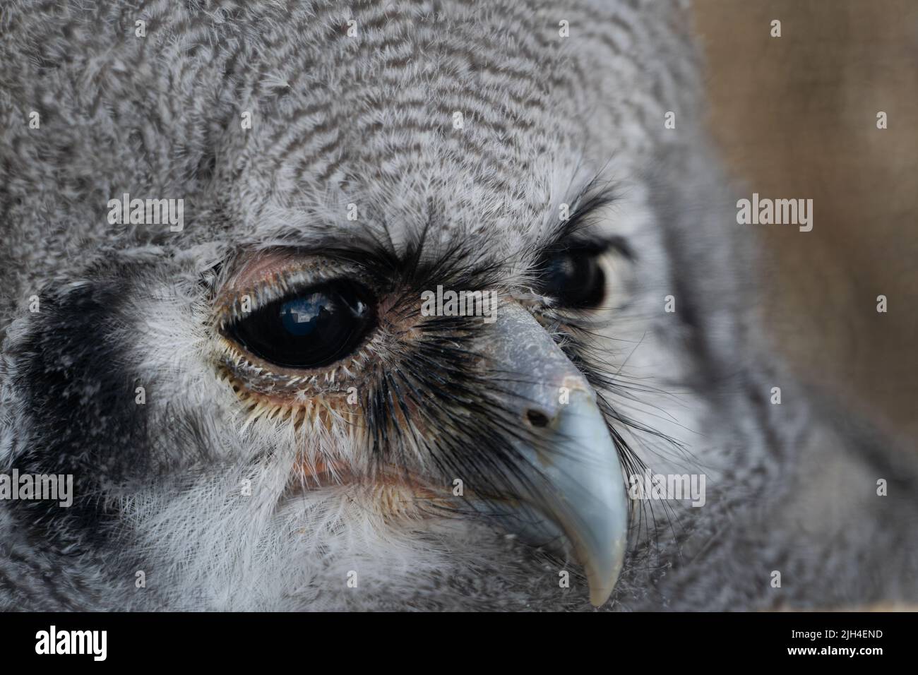 Nahaufnahme des Gesichts der Waldkauze mit detaillierten Federn und durchdringenden dunklen Augen Stockfoto