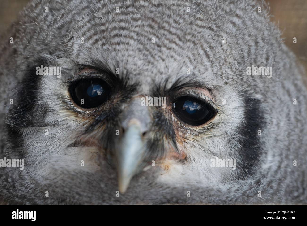 Nahporträt einer jungen, gelbbraunen Eulenküche mit dunklen Augen und grauen, flauschigen Federn Stockfoto