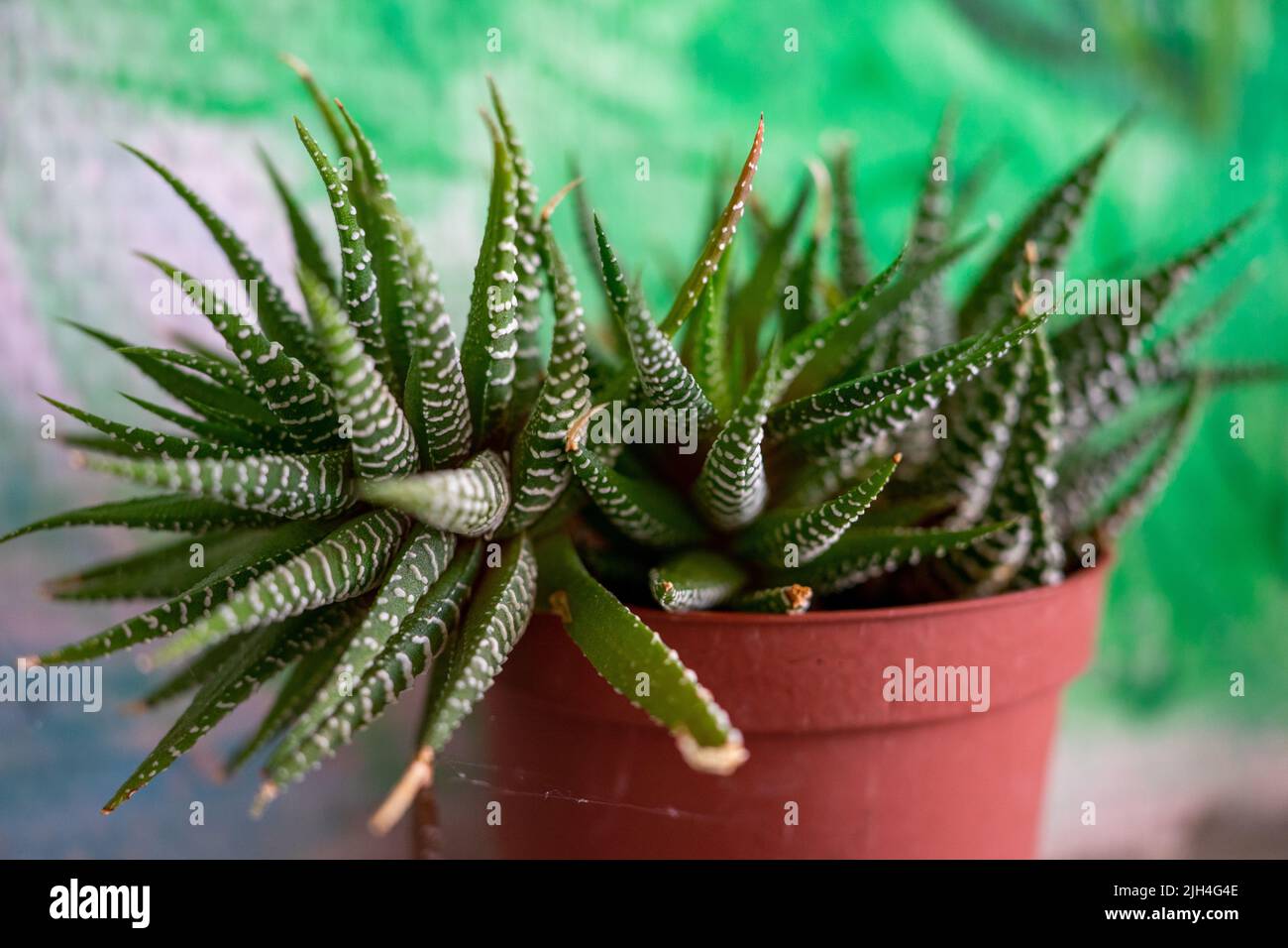 Haworthia Zebra in einem Topf auf einem verschwommenen Wandhintergrund. Weichfokus. Stockfoto