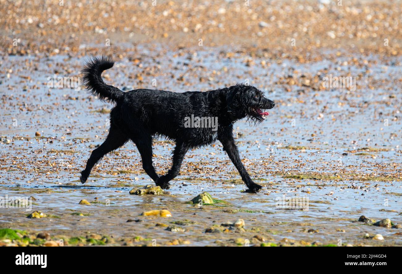 Littlehampton, West Sussex, Großbritannien. Freitag, 15.. Juli 2022. Ein Hund, der an einem weiteren sehr warmen und sonnigen Morgen an der Südküste am Strand spazieren geht. Kredit: Geoff Smith/Alamy Live Nachrichten Stockfoto