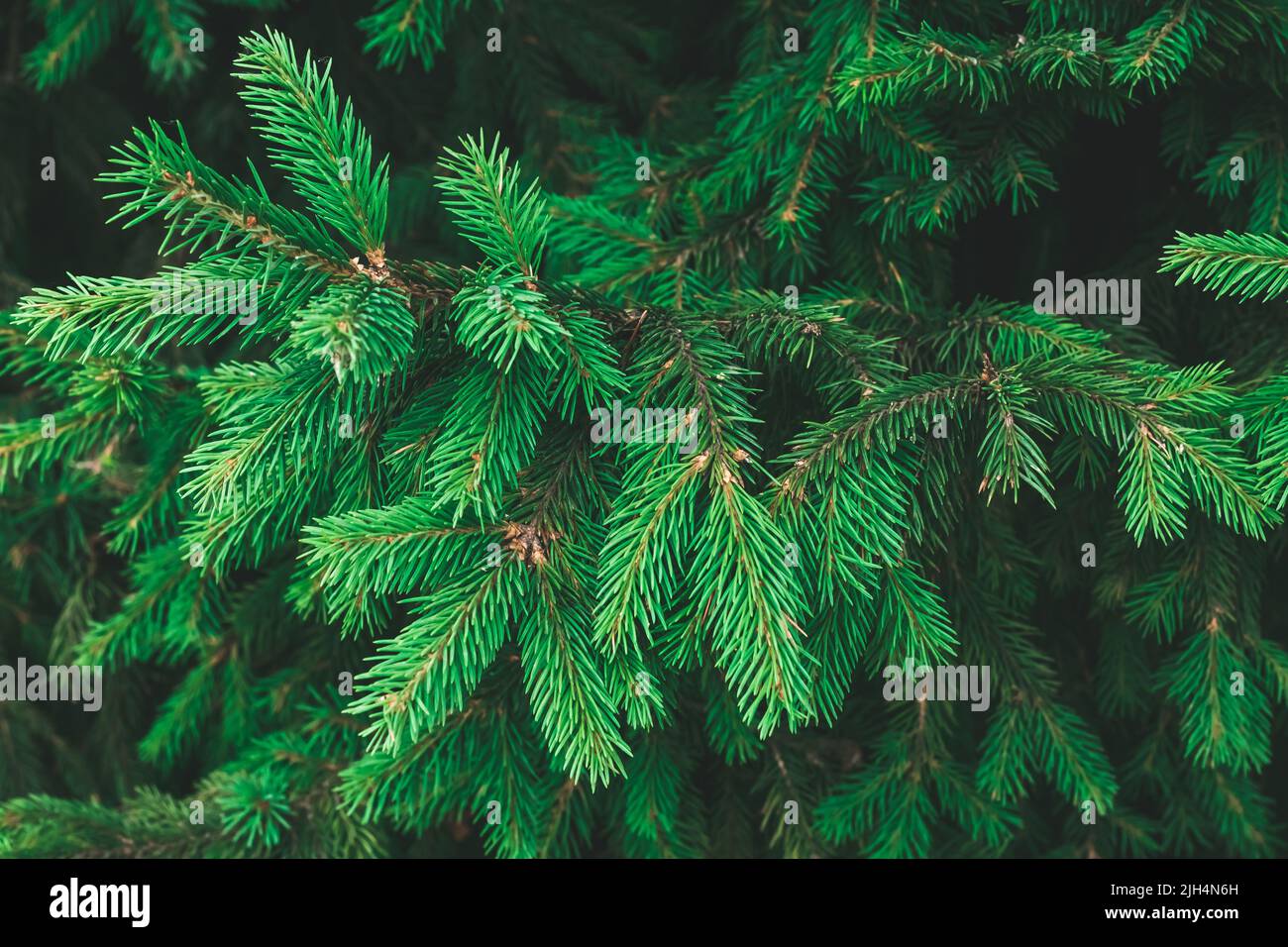 Zweige einer Tanne. Weihnachtsbaum. Festliche Weihnachten Grenze der grünen Zweig der Kiefer. Tannenhintergrund, Nadelwald Stockfoto