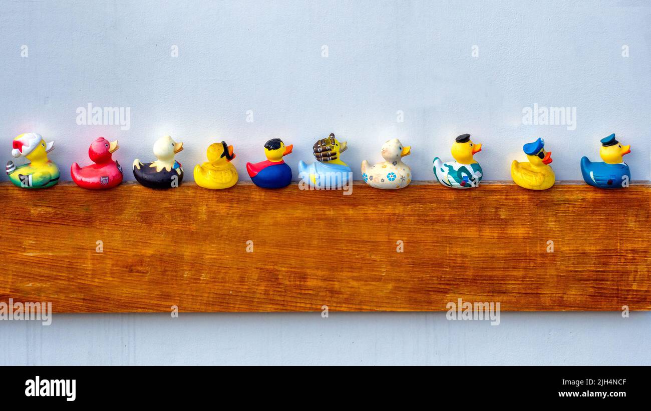 Ducks in a Row, ein Konzept, um Dinge zu tun, um eine Aufgabe zu erledigen Stockfoto