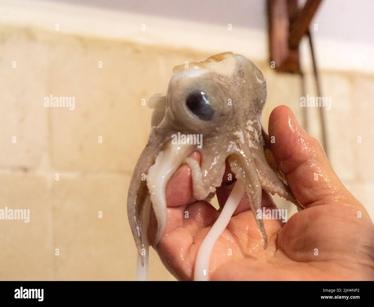Reinigen eines rohen adriatischen Tintenfischs zu Hause in Numana, Marken, Italien Stockfoto
