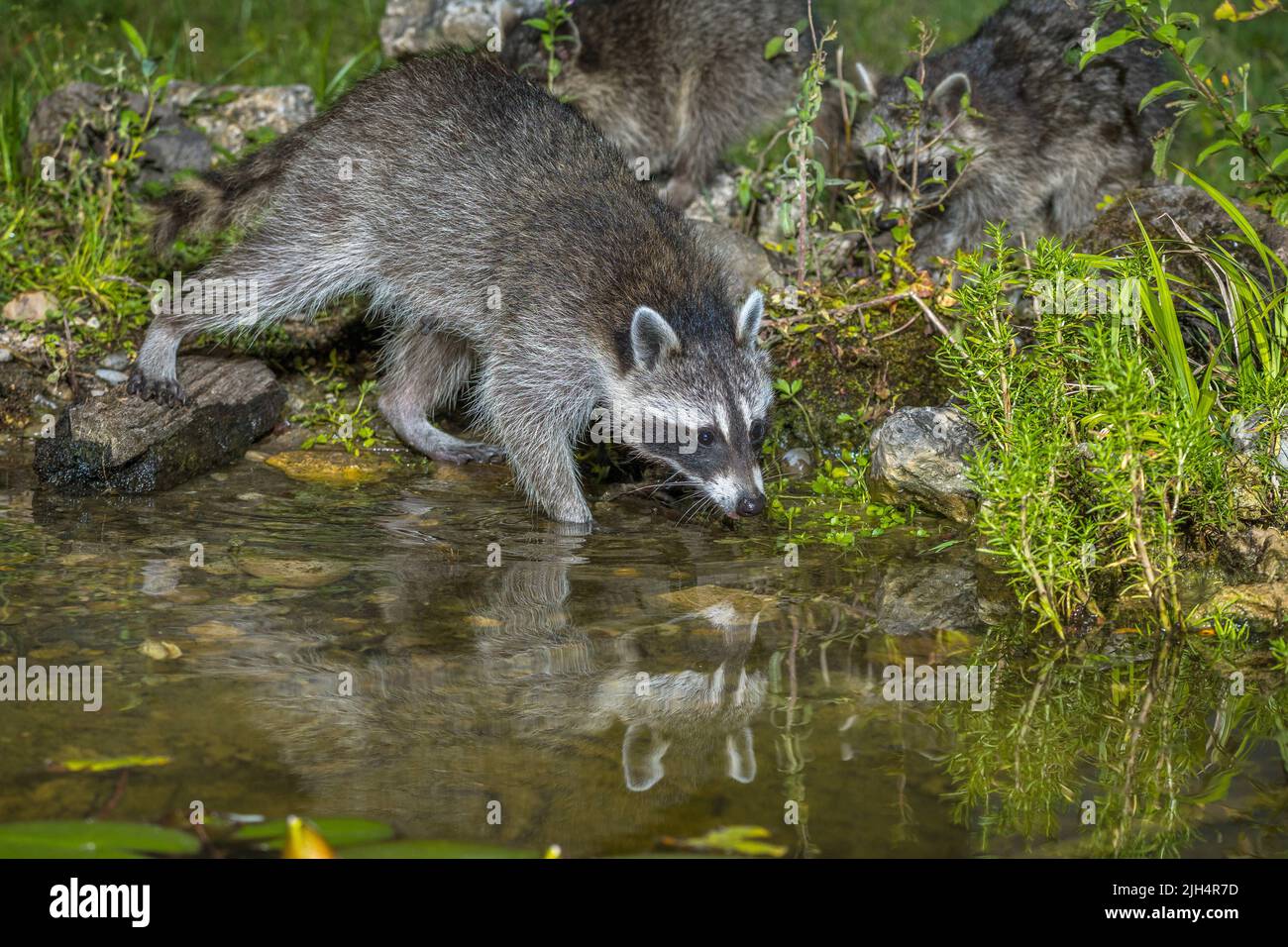 Gewöhnlicher Waschbär (Procyon lotor), junge Waschbären an einem Gartenteich, Deutschland, Baden-Württemberg Stockfoto