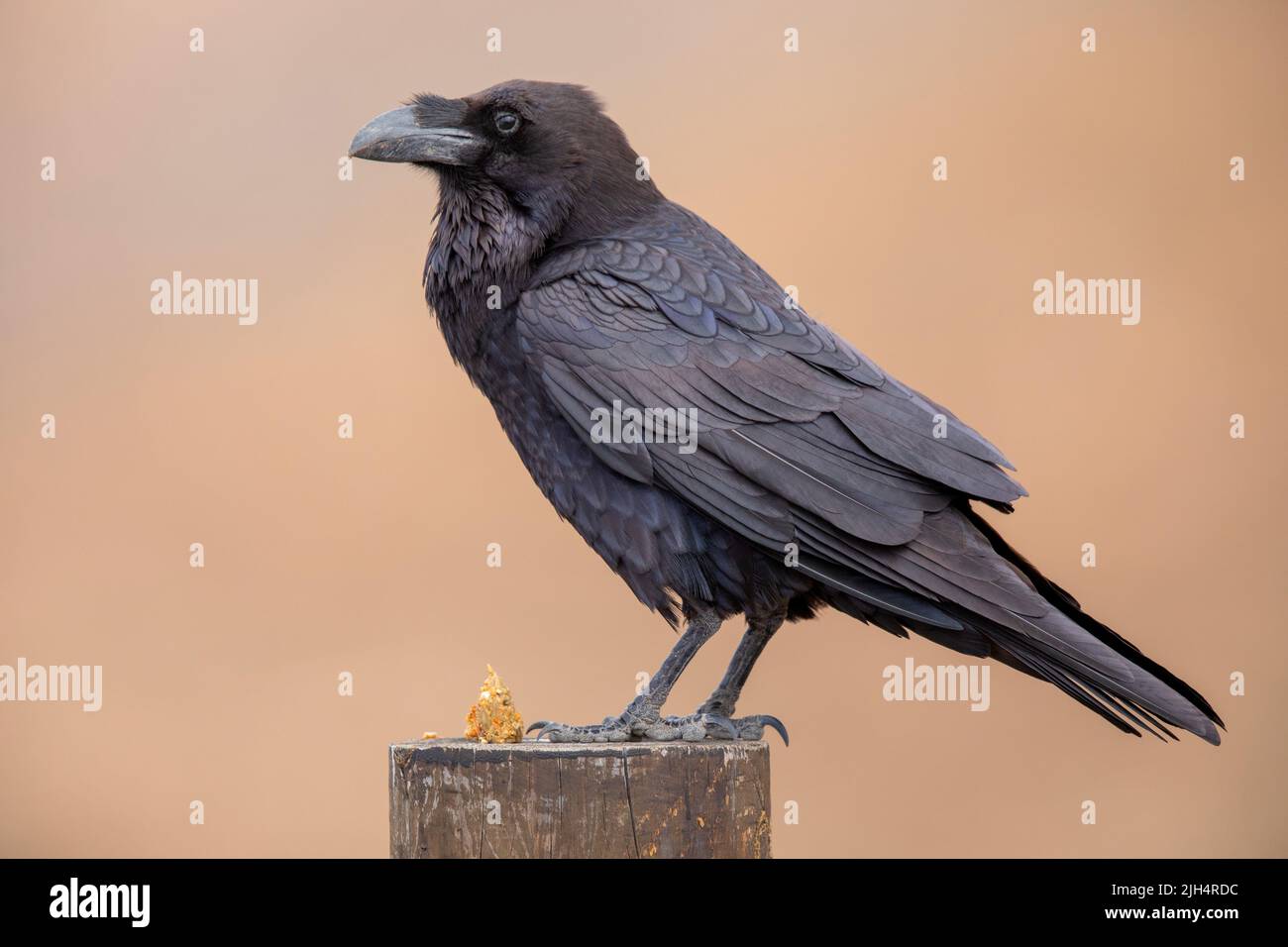 Kanarische Ostinsel Raven (Corvus corax jordansi, Corvus jordansi), Sitzgruppe auf einem Holzpfosten, Seitenansicht, Kanarische Inseln, Fuerteventura Stockfoto