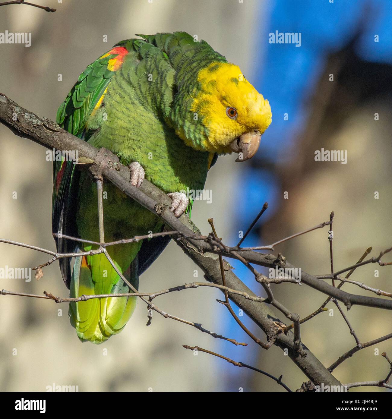 Gelbkopf-amazonas, Gelbkopf-Papagei, Doppelgelbkopf-amazonas (Amazona oratrix), hoch oben auf einem Zweig, Deutschland, Baden-Württemberg, Stockfoto