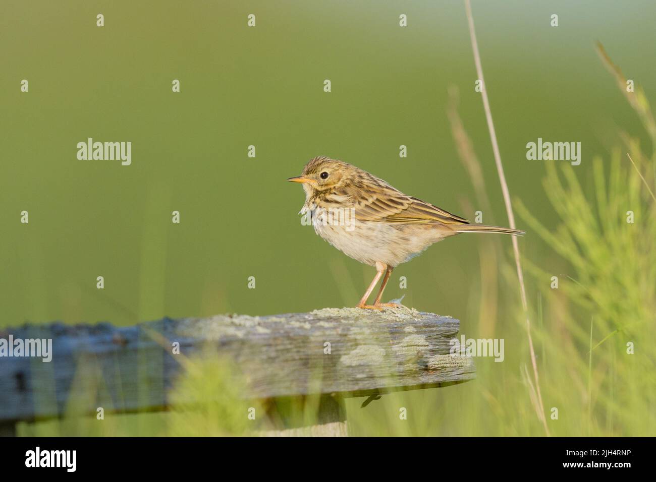 Wiesenpipit (Anthus pratensis), in einem alten Zaun, Seitenansicht, Deutschland, Schleswig-Holstein, Helgoland Stockfoto