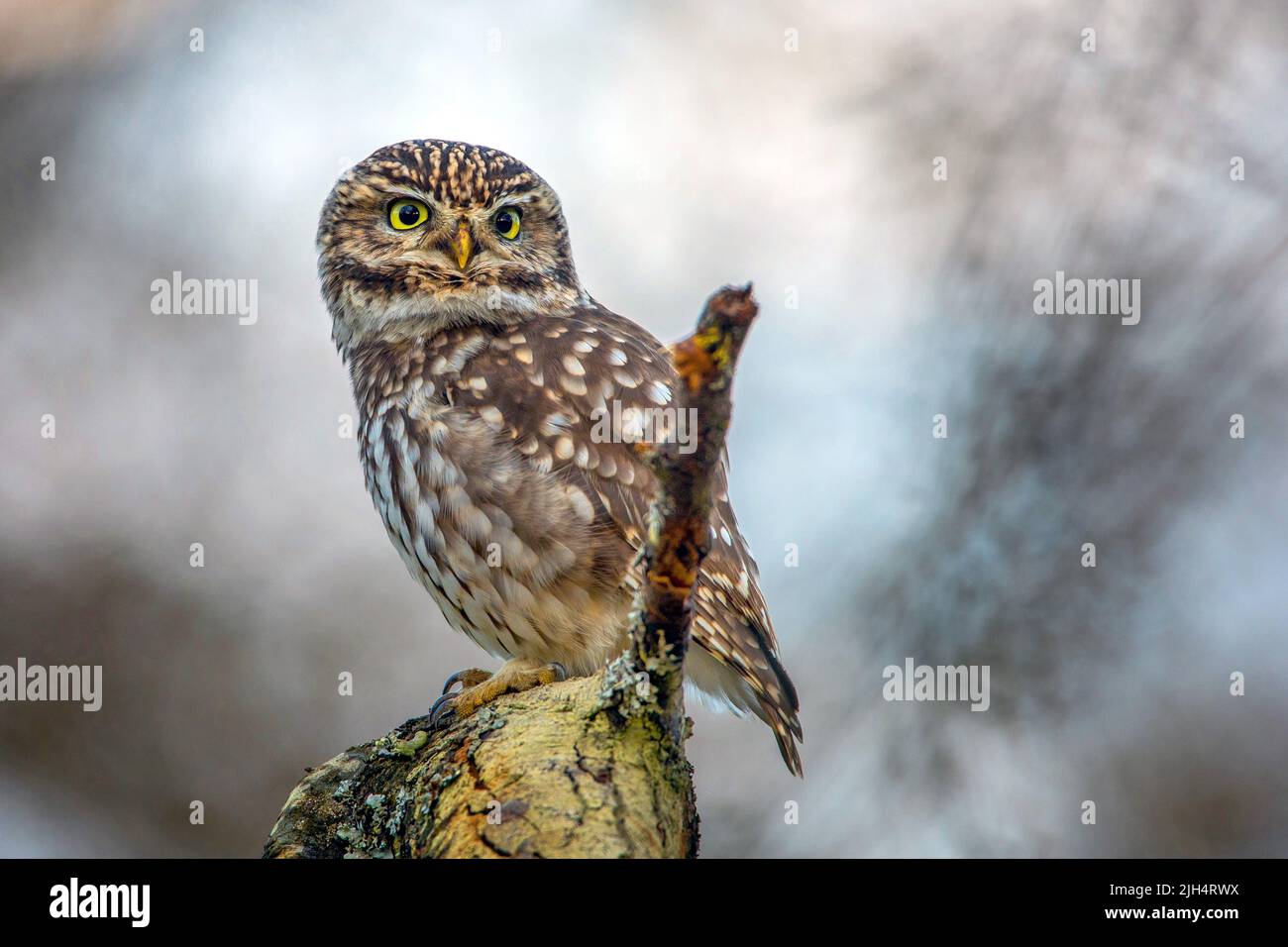 Kleine Eule (Athene noctua), auf einem Zweig, Deutschland, Baden-Württemberg Stockfoto