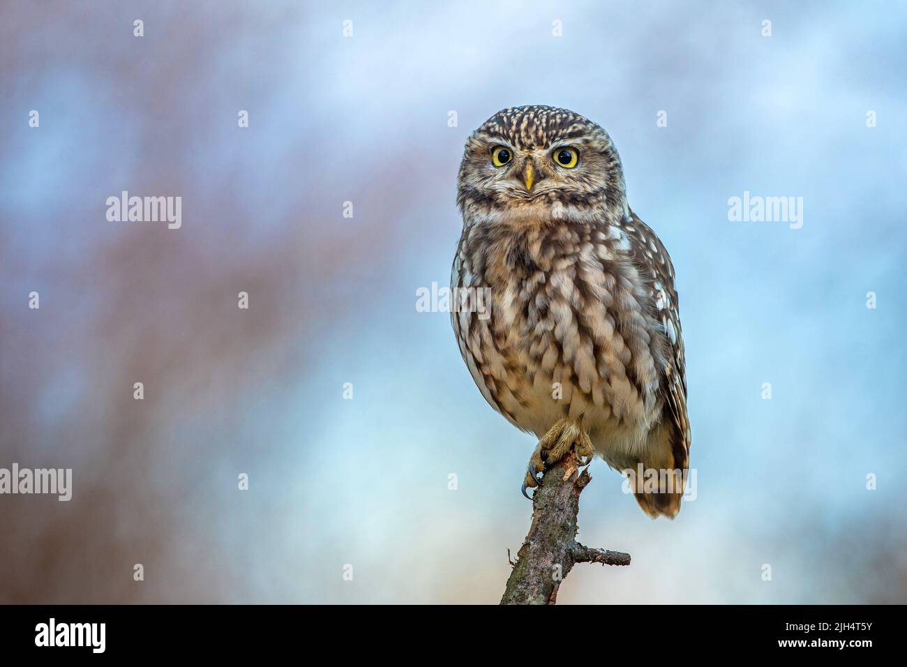 Kleine Eule (Athene noctua), auf einem Zweig, Deutschland, Baden-Württemberg Stockfoto