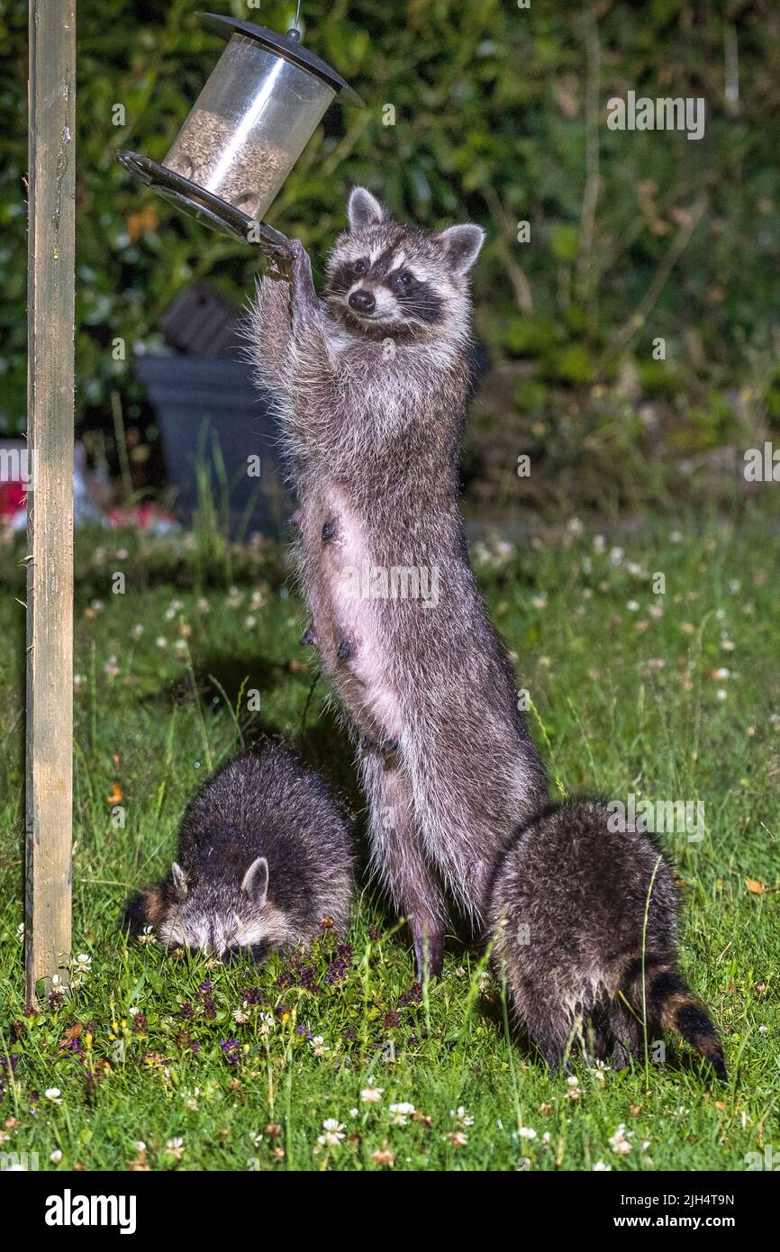 Gewöhnlicher Waschbär (Procyon lotor), Weibchen mit zwei Jungtieren an einer Futterstation im Garten, Deutschland, Baden-Württemberg Stockfoto