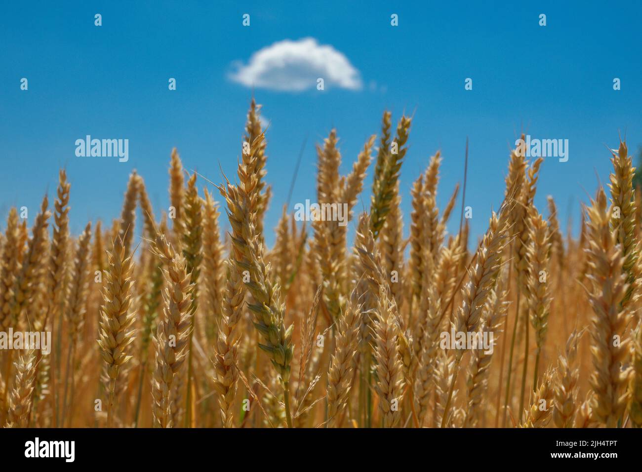Weizenspikelets gegen den blauen Himmel. Wachsende ukrainische Getreideernte. Stockfoto