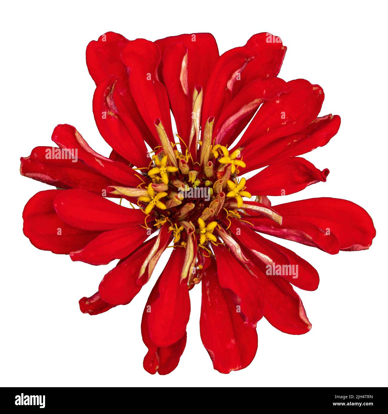 Exotische rote Blume isoliert auf weiß. Design-Element Blume Stockfoto
