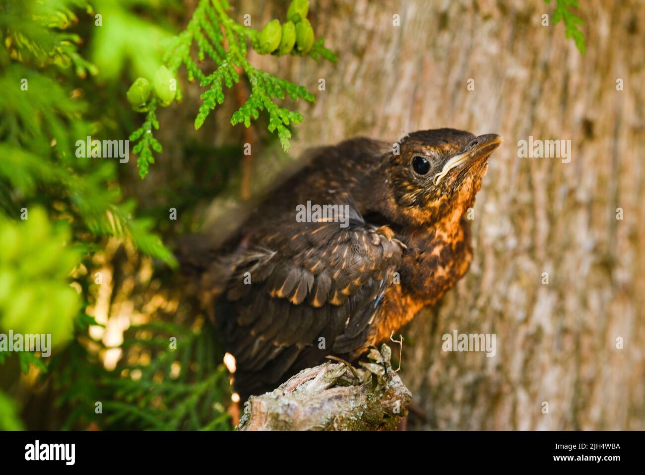 Ein Soor-Küken sitzt auf einem Ast. Der Vogel ist eine kleine Amsel, die auf dem Baum sitzt. Stockfoto