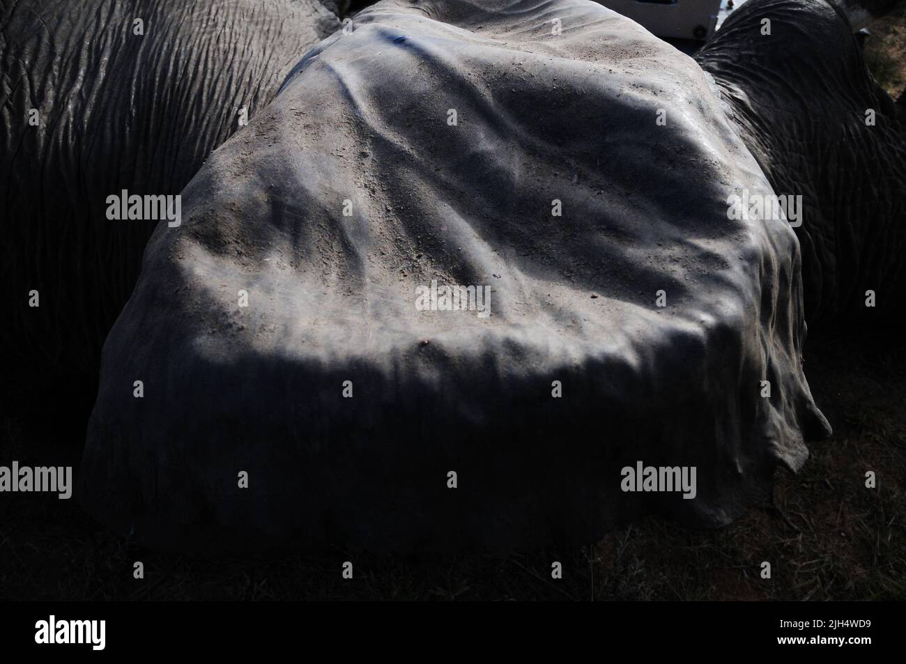 Die SA-Nationalparks führen im Krüger-Nationalpark regelmäßige Tests auf das Vorhandensein des menschlichen Tuberkolosenstamms bei Elefanten durch Stockfoto