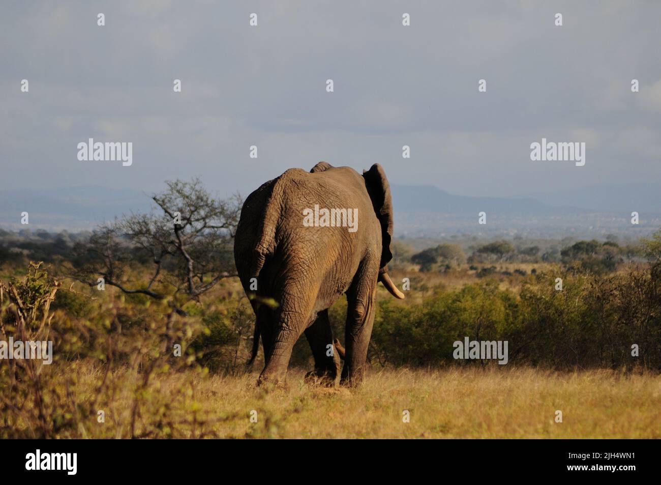 Die SA-Nationalparks führen im Krüger-Nationalpark regelmäßige Tests auf das Vorhandensein des menschlichen Tuberkolosenstamms bei Elefanten durch Stockfoto