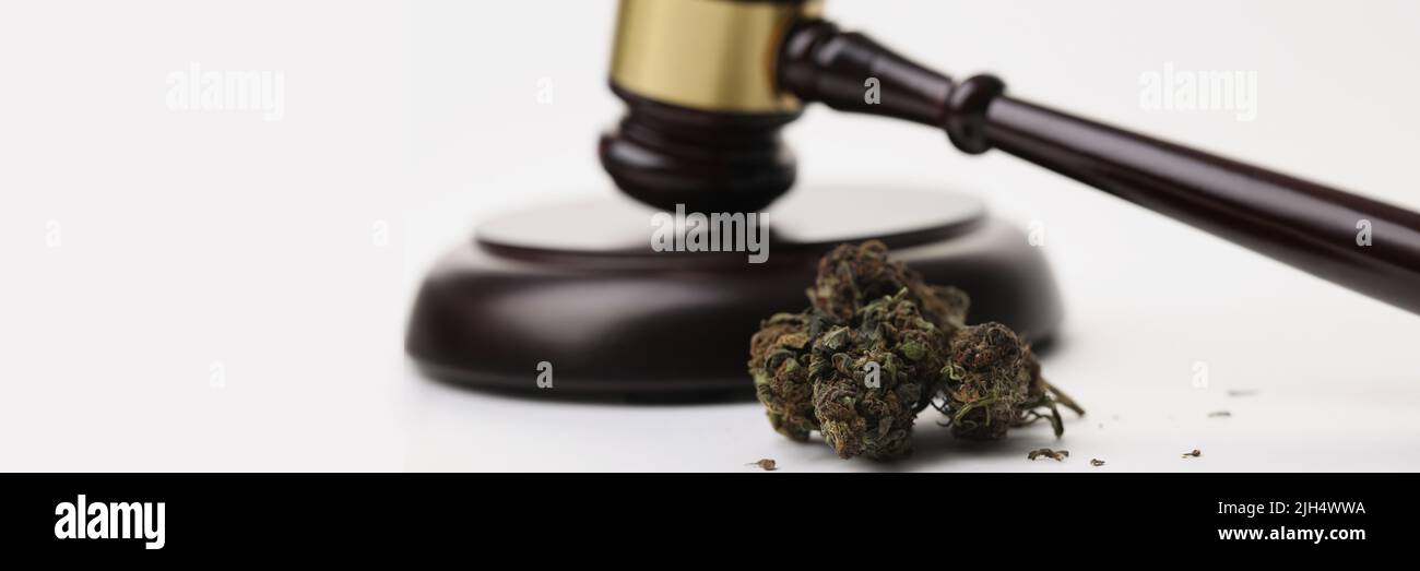 Cannabiskrautknospen und -gavel als Symbol für die Legalisierung von Marihuana Stockfoto