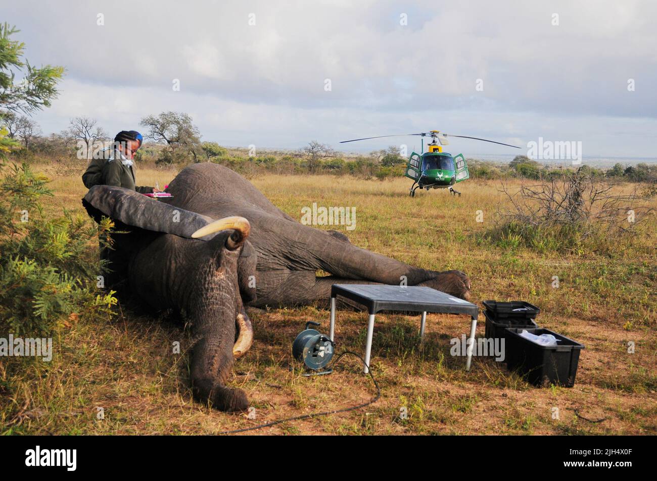 Die SA-Nationalparks führen im Krüger-Nationalpark regelmäßige Tests auf das Vorhandensein des menschlichen Tuberkolosenstamms bei Elefanten durch Stockfoto