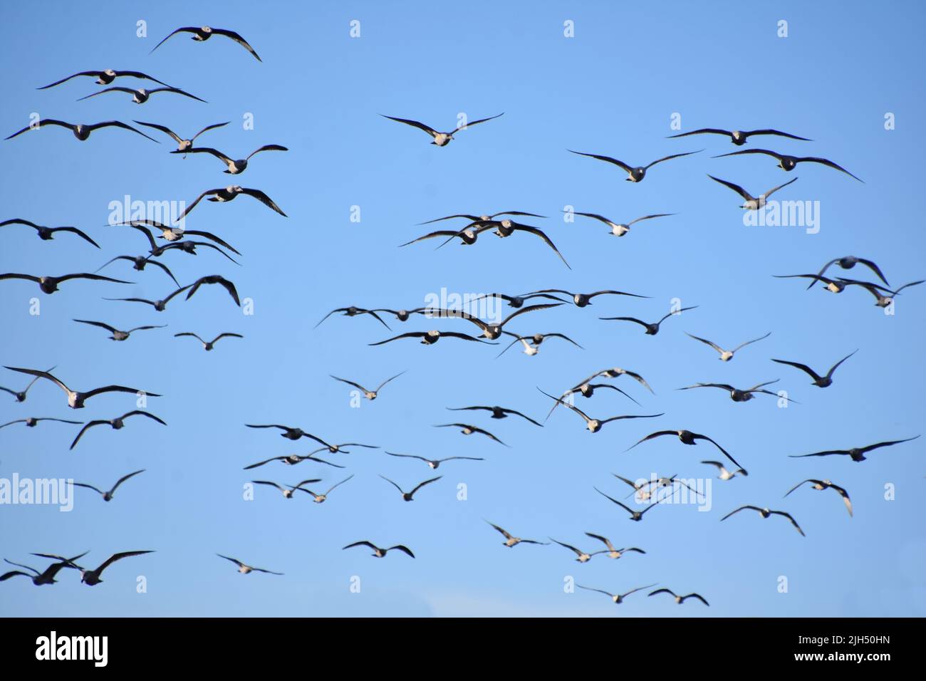 Große Gruppe von Möwenvögeln, die gegen den blauen Himmel fliegen Stockfoto