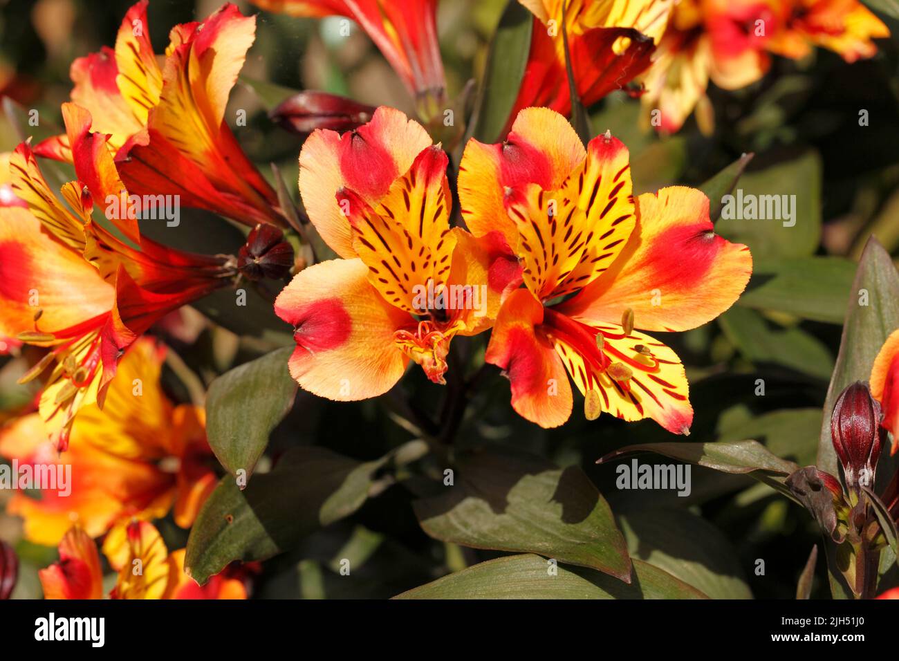 Alstroemeria Sorte 'Indian Summer'. Lilie der Inkas oder peruanische Lilie. Stockfoto