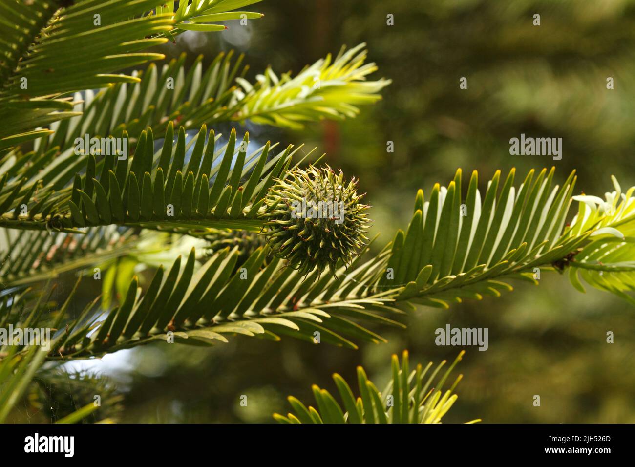 Weiblicher Fruchtkegel. Entdeckt im Jahr 1994. Wollemia nobilis - Wollemi Pine. Entdeckt in Blue Mountains, New South Wales, Australien. Stockfoto