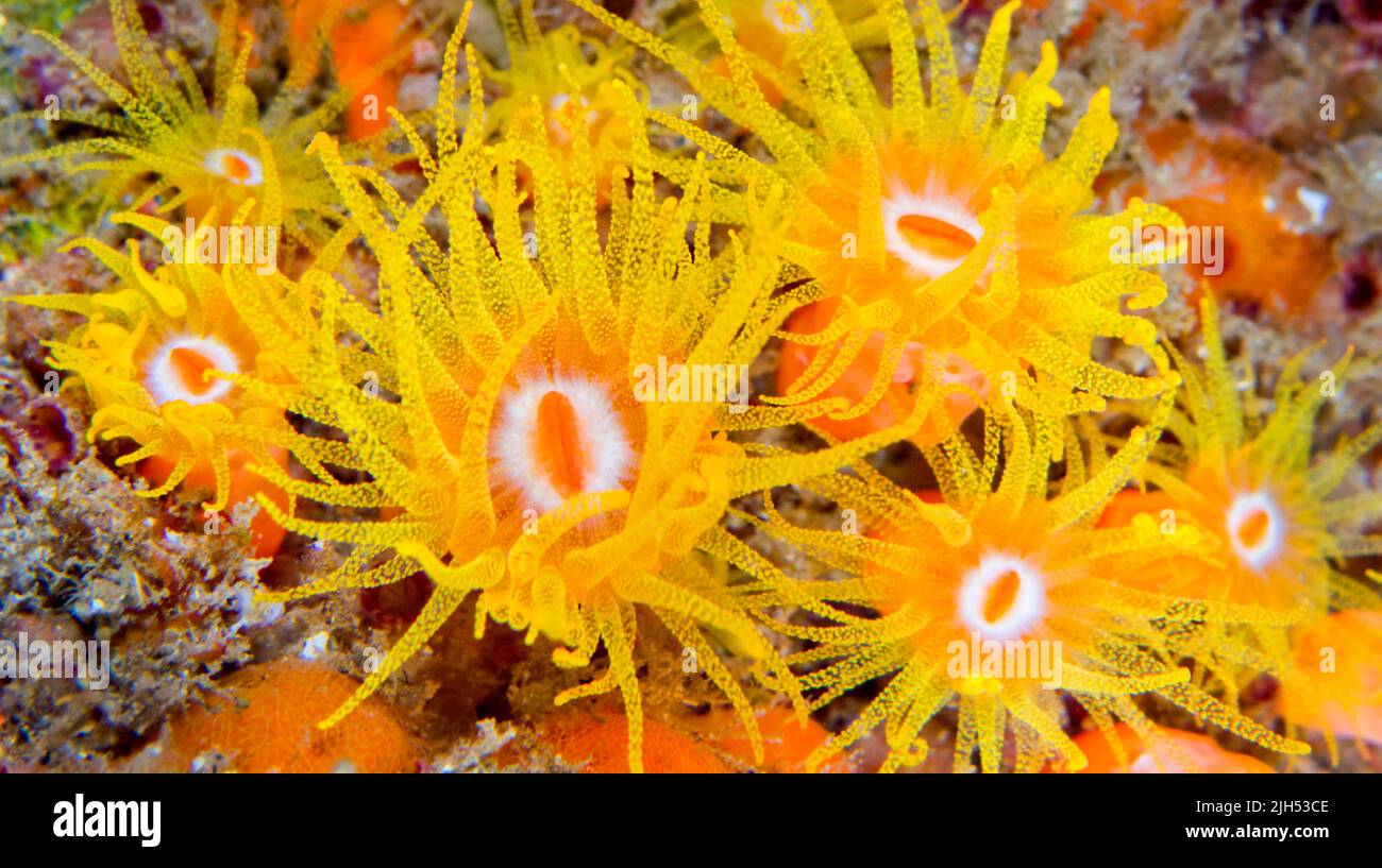 Encrusting Sea Anemone, Lembeh, Nord-Sulawesi, Indonesien, Asien Stockfoto